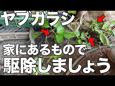 【放置しないで下さい】危険度MAX！この植物が生えたらすぐに駆除活動して下さい