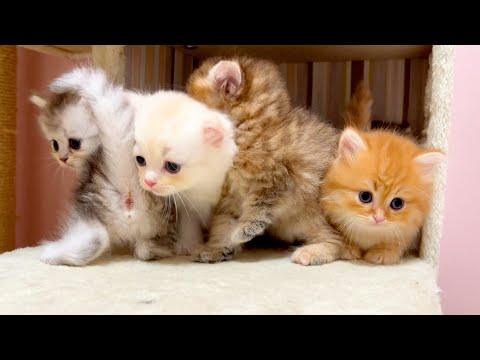 【マンチカンの子猫】よーいドン！でスシ詰め降り競走した件 ～猫のいる生活Vol.1061～出産動画 マンチカン短足・ミヌエット・ペルシャ猫専門ブリーダー『ペット蔵人』【子猫の成長記録】