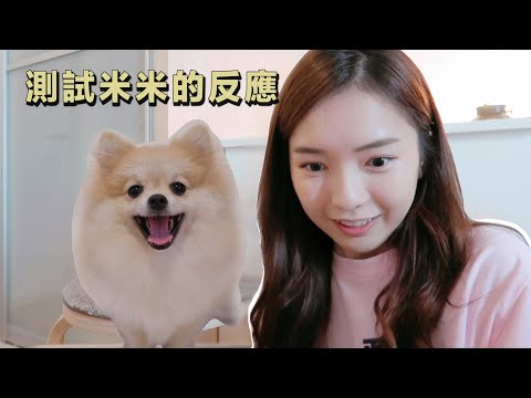 【狗狗反應測試】 和米米玩抓迷藏 反應太搞笑了 ！！行動管制DAY31 | StephyYiwen