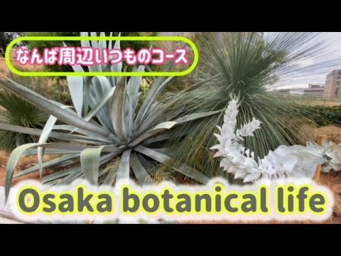 🍃Osaka botanical life🍃なんば周辺いつものコースに行ってきました💛