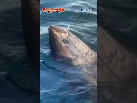 A 130kg bluefin tuna diving to the bottom of a ship faints momentarily with an electric shocker