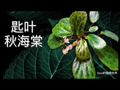 匙叶秋海棠- Begonia blancii. 雨林植物种植介绍和IVLC合作