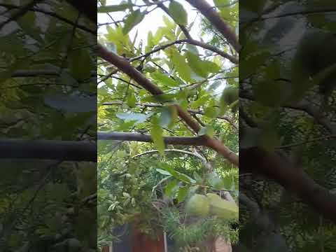 Guava Cultivation #shorts