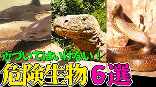 【閲覧注意】絶対に近づいてはいけない危険生物６選！猛毒や凶器を持つヤバい動物たち【「飛び出せ！科学くん」からお送りする特別編】