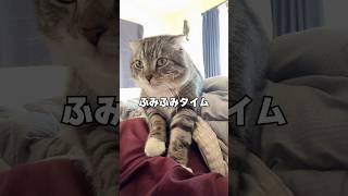 なんでりっちゃんばかり動画に登場するんですか？その理由がコチラ🤣 #猫