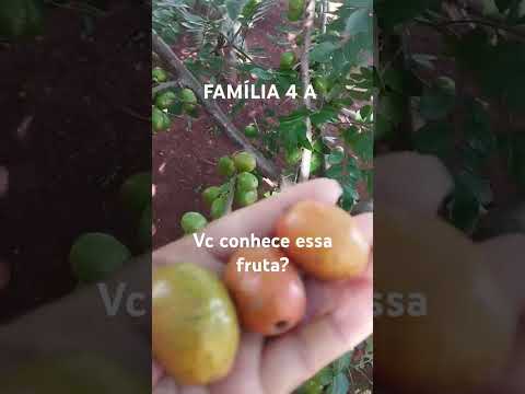 #agricultura #roça #youtubeshorts #plantas #delicia # família4a #frutas #vidanaroca #deus #fartura