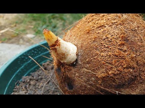 Grow Coconut Tree from Seed | Grow Coconut Plant at Home