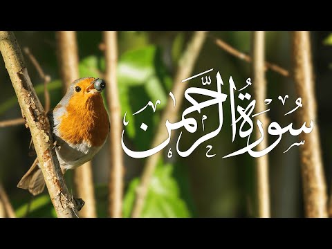 تلاوة القرآن تبعث الطمأنينة والطمأنينة في القلب ♥️🎧