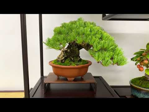 BONSAI at Ueno Green Club - 29th SHUGATEN Shohin bonsai Fair 2021 - 29回秋雅展令和3年 小品盆栽フェア  (PART 1)