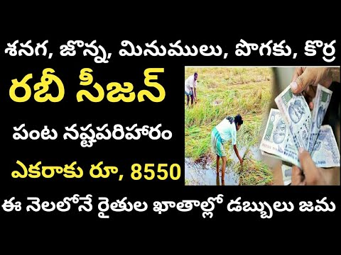 ap panta nasta pariharam 2024 || panta nasta pariharam in ap 2024@ConnectingChandra