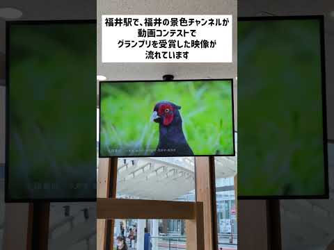 【福井駅東口】観光交流センター1階 動画コンテストでグランプリを受賞した映像が流れていました 1時間に1回、1分だけ流れてます。通りかかって見れたら奇跡！