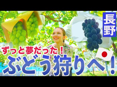 【食欲の秋だ〜！】ずっと夢だった巨峰狩りをしに名産地「長野」へ！