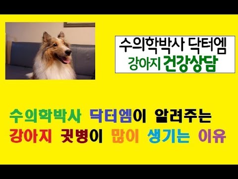 수의학박사 닥터엠이 알려주는 강아지 귓병 많이 발생하는 이유!