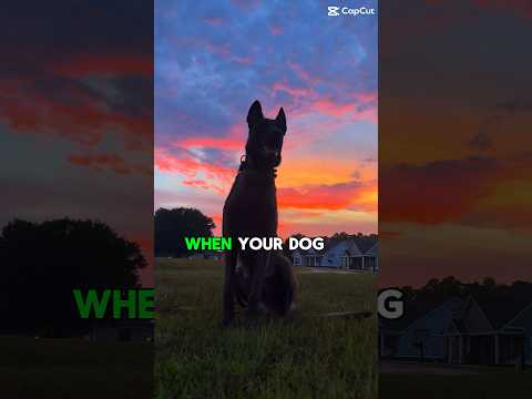 The reason #dogs stare at you #doglovers #doglove #malinoislovers #sunsets