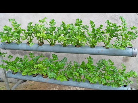 Growing hydroponic celery doesn't cost a penny and the yield is high