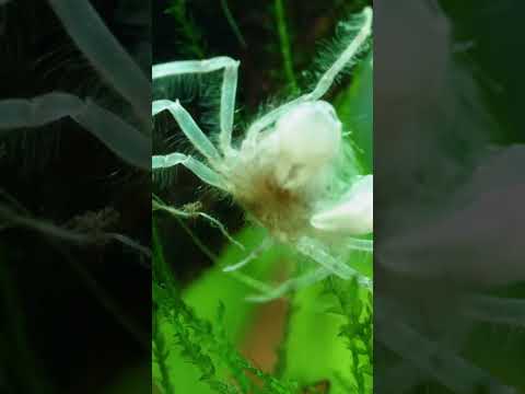 Dropping broccoli in my fish tank (feeding frenzy)