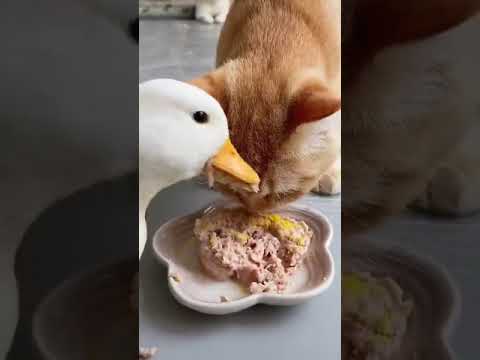 😺ネコの方がマシでした🦢アヒルの食べ方が汚い🤣