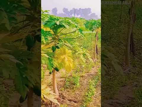 modern_farming #videos #treanding @mukeshbalamji499  #viral_video