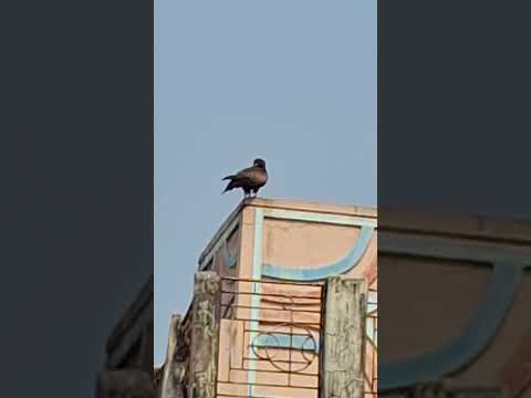 black kite on house #wildlife #bird #kite #eagles #eagle