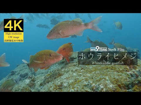 【4K 水中映像】ホウライヒメジ / Whitesaddle goatfish / Parupeneus ciliatus