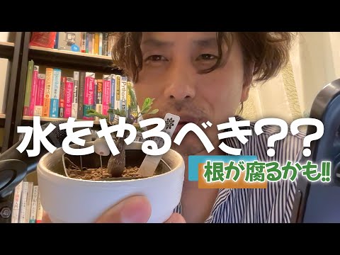 【緊急】今やるべきなのは？調べながら育成する - 外資系企業で働くVlog