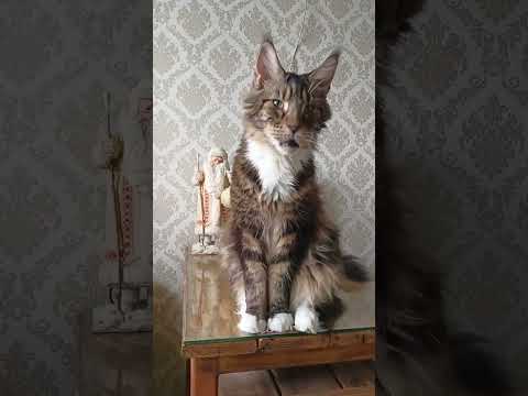 Видео#2 Лоря🐱 и 🐍Змея.Знакомство🔥🌲🏠#подпишись #кот #cat #котики #кошка #шортс #юмор #shorts #мейнкун