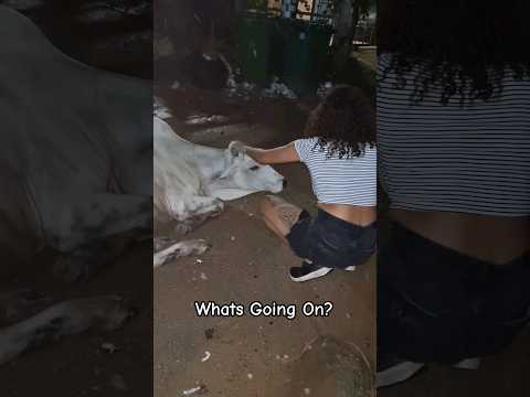 Did this cow steal a phone?