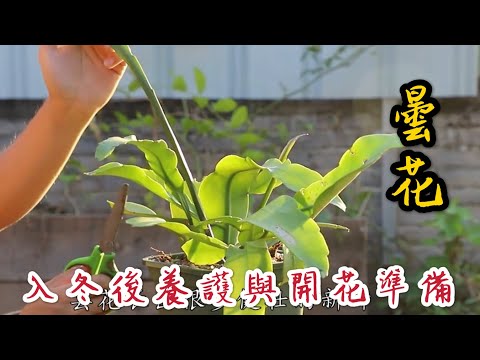 【天天小花農】曇花，冬季養護方法與開花前準備工作