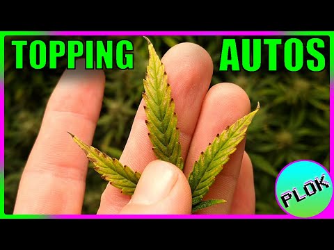 Autoflowers Topped TWICE & SCROG Trained! - Auto Flower Experiment 2.0: Leaf Problems?