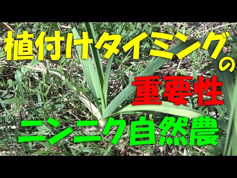 【ニンニク】植付けタイミングの重要性　にんにく自然農