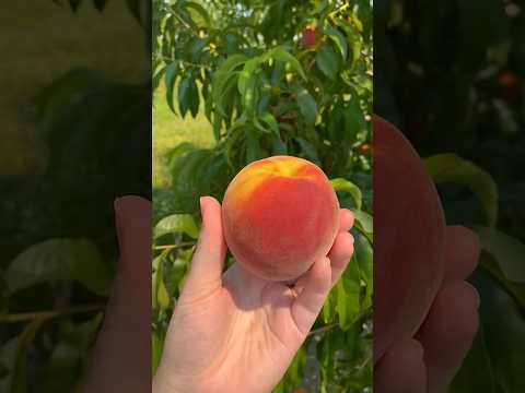 Peach Picking - how to pick peaches #asmrsounds