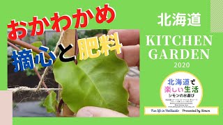 おかわかめの育て方 摘心と肥料について｜北海道の家庭菜園