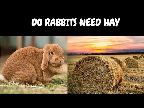 Do Rabbits Need Hay