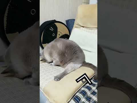 【足ぴーんニャンコ】直角テトちゃん　#shorts #ねこ　#ぽっちゃり #いやし