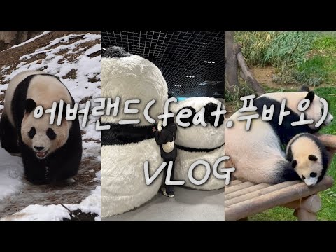 [4K]에버랜드 푸바오 만나고 오기 | 후이루이도 함께🤍