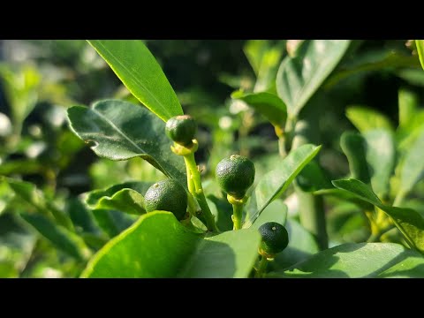 Sweet orange tree fruiting..  #shorts