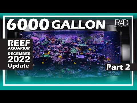 6000 GALLON REEF AQUARIUM IN ATLANTA, GEORGIA BY REEF AQUARIA DESIGN. DECEMBER 2022 UPDATE. PART 2.