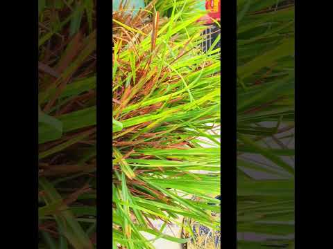 Natural Plant 19052024 #creativelifesdvlogs #arijitsingh #love #viral