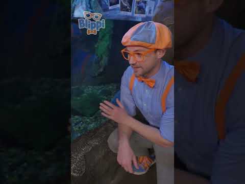 Blippi learns about BIG FISH at the Aquarium! #blippi