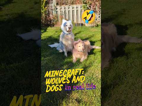 How to make your dogs look spooky for Halloween 🎃 #dogs #pets #minecraft