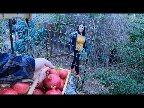 Surprising The Wife With An Abundant Garden Harvest! This Gave Me Such A Great Feeling!!