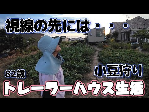 【トレーラーハウス生活】いよいよ大好きな小豆の収穫　#391