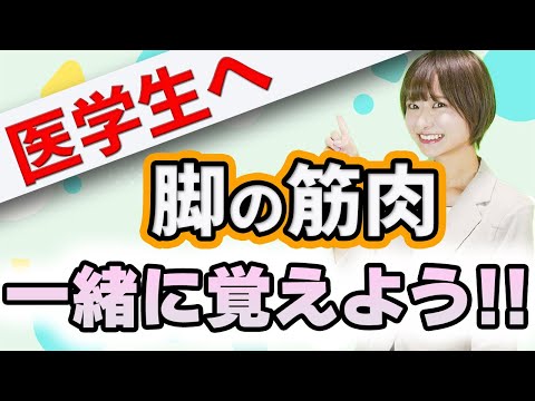 【医学生へ】解剖学を得意にしちゃおう!下肢の筋肉について