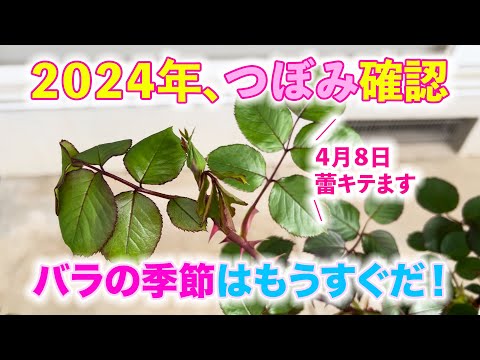 【蕾キター！】2024年、バラのつぼみ確認できました！【４月８日】