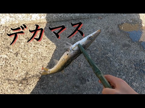 【引っ掛け釣り】尺カマス