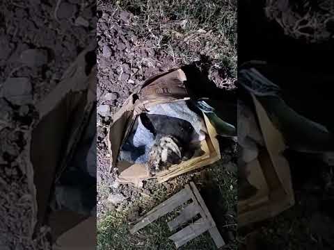 Encontré una caja enterrada y envuelta!#misterio#shorts#viral#urbex#suspenso