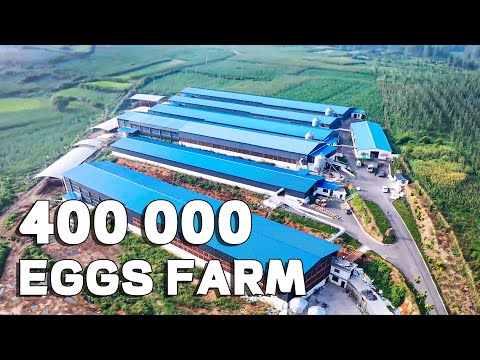 400,000 Eggs Farm With 2 Egg Rooms Project In China