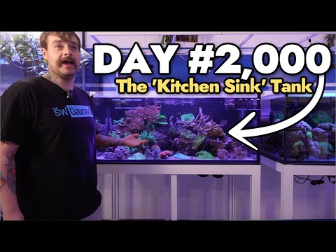 A Tour of the 5 Year Old "Kitchen Sink" Mixed Reef Tank