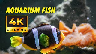 Aquarium Fish 4K and (ULTRA HD) - Sleep Relaxing Meditation Music