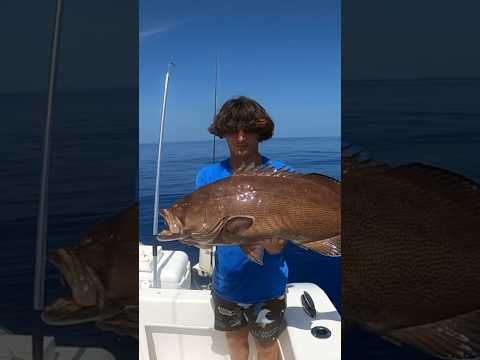 Offshore Grand Slam. Scamp Red Grouper Red Snapper Limit #shortvideo